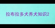 拉布拉多犬养犬知识