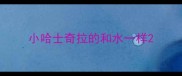小哈士奇拉的和水一样