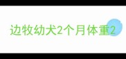 边牧幼犬2个月体重