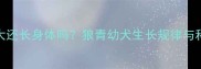哈士奇7个月大还长身体吗狼青幼犬生长规律与科学喂养指南