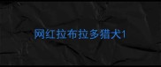 网红拉布拉多猎犬