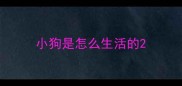 小狗是怎么生活的