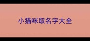 小猫咪取名字大全