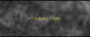 4个月泰迪吃干狗粮