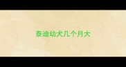 泰迪幼犬几个月大