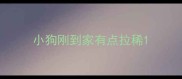 小狗刚到家有点拉稀