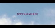 拉布拉多幼犬啦果冻