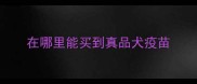 在哪里能买到真品犬疫苗