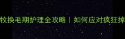 边牧换毛期护理全攻略如何应对疯狂掉毛季