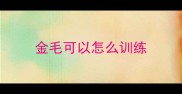 金毛可以怎么训练