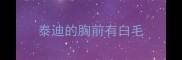 泰迪的胸前有白毛