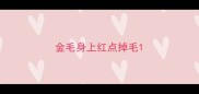 金毛身上红点掉毛