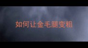 如何让金毛腿变粗
