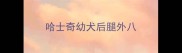 哈士奇幼犬后腿外八