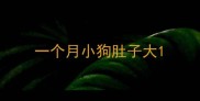 一个月小狗肚子大