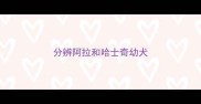 分辨阿拉和哈士奇幼犬