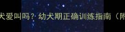 边牧幼犬爱叫吗幼犬期正确训练指南附视频