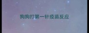 狗狗打第一针疫苗反应