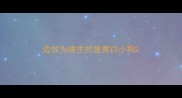 边牧为啥生的是黄白小狗