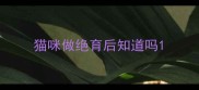 猫咪做绝育后知道吗