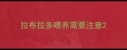 拉布拉多喂养需要注意