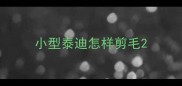 小型泰迪怎样剪毛