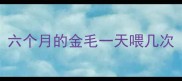 六个月的金毛一天喂几次
