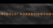 狗狗眼屎多精神不振怎么办资深兽医教你3步解决泪痕与亚健康问题