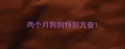 两个月狗狗特别亢奋