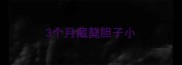 3个月藏獒胆子小