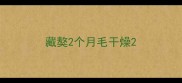 藏獒2个月毛干燥