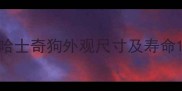 哈士奇狗外观尺寸及寿命