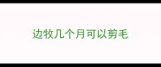 边牧几个月可以剪毛