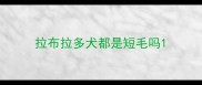 拉布拉多犬都是短毛吗