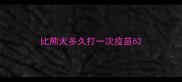 比熊犬多久打一次疫苗6
