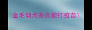 金毛幼犬多久能打疫苗