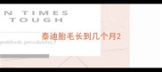 泰迪胎毛长到几个月