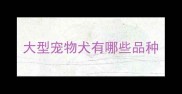 大型宠物犬有哪些品种