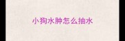 小狗水肿怎么抽水