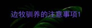 边牧驯养的注意事项