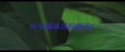 怀孕猫咪尿频原因