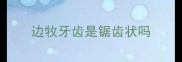边牧牙齿是锯齿状吗