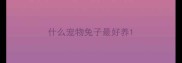 什么宠物兔子最好养