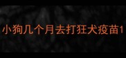 小狗几个月去打狂犬疫苗