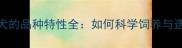 拉布拉多犬的品种特性全如何科学饲养与选购指南