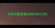 母狗交配需要闹狗吗哈士奇