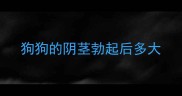 狗狗的阴茎勃起后多大