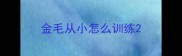金毛从小怎么训练