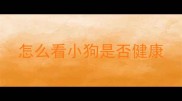 怎么看小狗是否健康