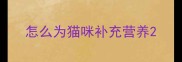 怎么为猫咪补充营养